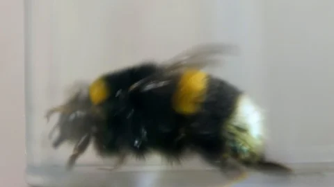 Huge bumblebee Video stock 105676253