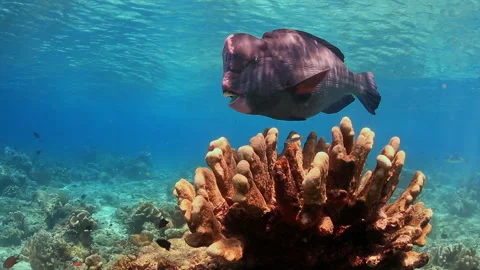 Huge Bumphead Parrotfish Close-up on Shallow Coral Reef - 4K Stock Footage 333540250