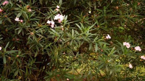 Huge bush flowering oleander. background texture. pink flowers on a background Stock Footage 112718677