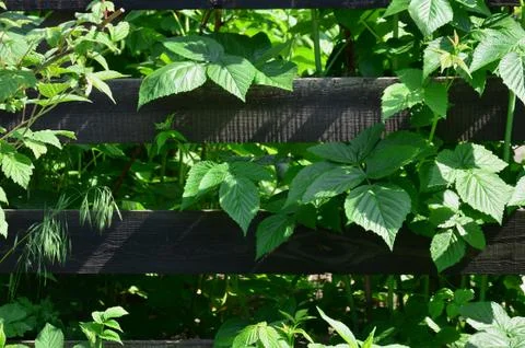 A huge bush of raspberry grows next to the wooden fence of the village garden Stock Photos