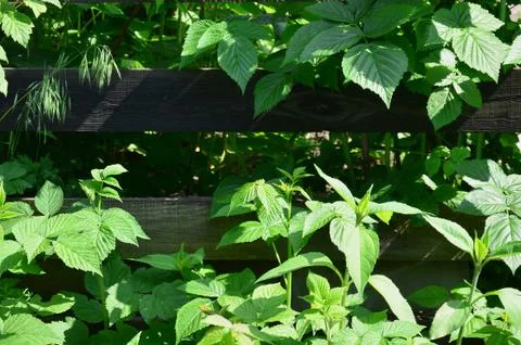 A huge bush of raspberry grows next to the wooden fence of the village garden Foto stock