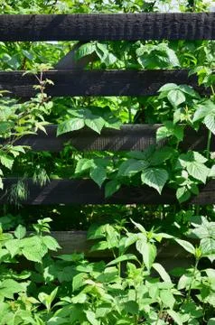 A huge bush of raspberry grows next to the wooden fence of the village garden Foto stock