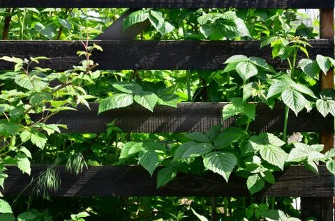 A huge bush of raspberry grows next to the wooden fence of the village garden Foto stock