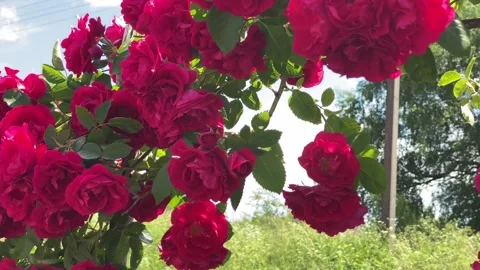 A huge bush of a red rose with buds close-up on a summer sunny day Stock Footage 221096293