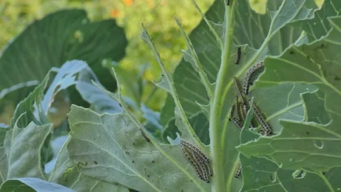 Huge cabbage bush devastated by tiny caterpillars Video stock 332670149
