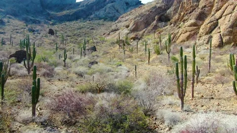 Huge cacti in the mountains Stock Footage 151714458