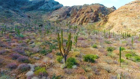 Huge cacti in the mountains Stock Footage 153398354