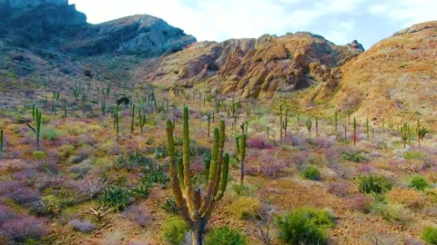 Huge cacti in the mountains Stock Footage 153398397