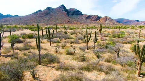 Huge cacti in the mountains Stock Footage 153399852