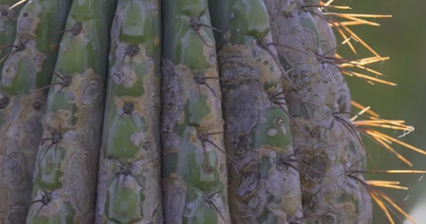 Huge cactus in the sun, 4K slomo Stock Footage 249738136