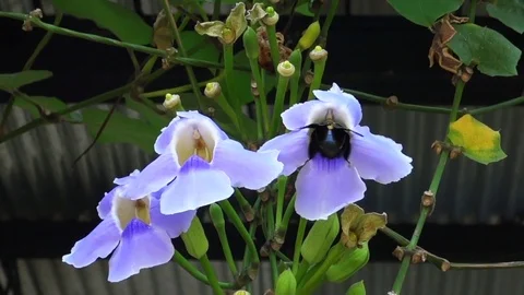 Huge carpenter bee on a flower, slow motion Stock Footage 76788613