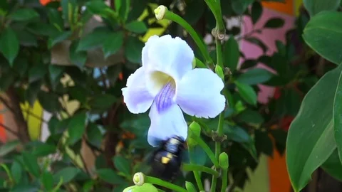 Huge carpenter bee on a flower, slow motion Video stock 76788630