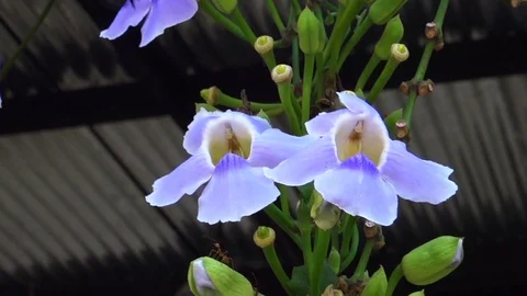 Huge carpenter bee on a flower, slow motion Stockbeeldmateriaal 76788632