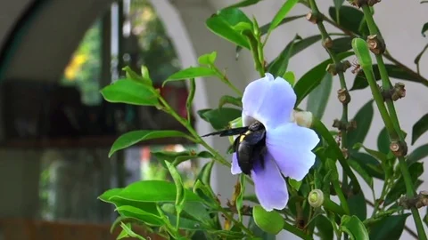 Huge carpenter bee on a flower, slow motion Stockbeeldmateriaal 76788646