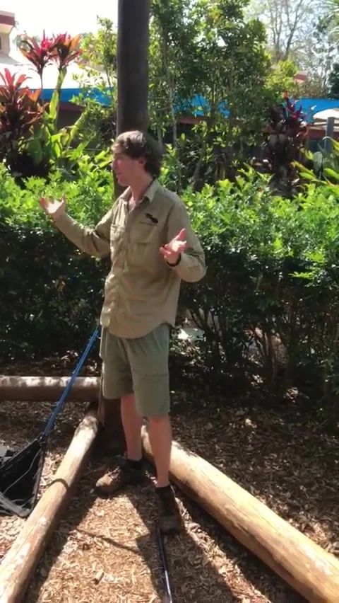 Huge Carpet Python Found at Preschool, Noosaville, Queensland, Australia - 01 Oc 库存影片 205240210