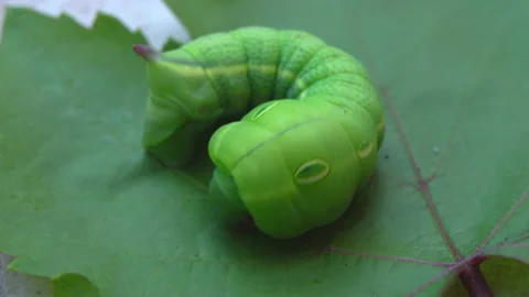 A huge caterpillar 動画素材 161152327