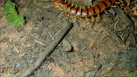 Huge centipede Amazon rainforest venomous animal wildlife insect Stock Footage 283859862