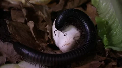 Huge Centipede Crawling Around Box HD Video Stock Footage 22149921