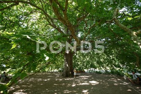 A huge century-old maple with green leaves on a wide, jagged crown above the Stock Photos