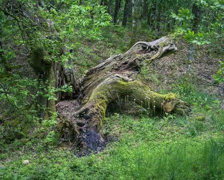 Huge chestnut tree struck down by lightning lies in a forest clearing Stock Photos
