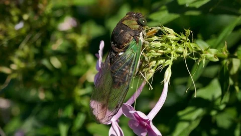 Huge cicada close-up1 4K Видео 94497500