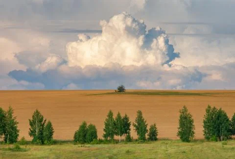 A huge cloud hung over a single tree growing in the middle of a yellow wheat  Stock Photos