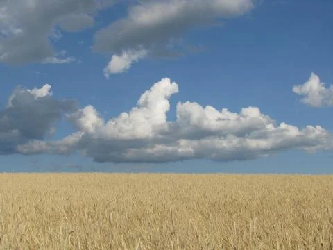 Huge clouds behind a wheat cornfield. Foto stock