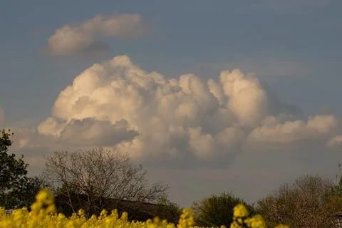 Huge cloudscape over a rapeseed field and trees in the evening Stock Photos