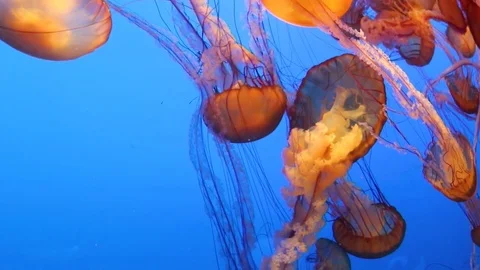 Huge Cluster of Red and Orange Jellyfish Stock Footage 82876947