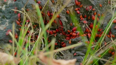 A huge cluster of red beetles on a tree stump Stock Footage 68999140