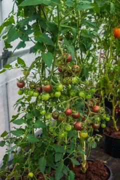 Huge clusters of burgundy cherry tomatoes in a greenhouse on a farm. Stock Photos