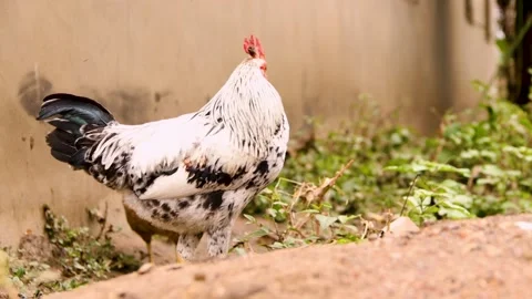 Huge cock standing at the backyard Stock-Footage 197738204