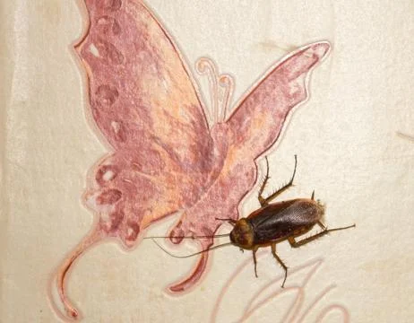 Huge cockroach Stock Photos