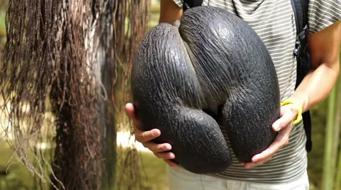 Huge coco de mer Stock Footage 45547307