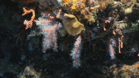Huge colony of Red Corals in under water cave, Mediterranean Sea Video stock 77479626