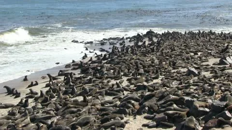 Huge colony of seals Stock Footage 12146593