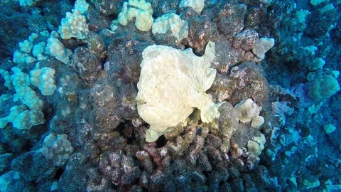 Huge Commerson Frog Fish perched on coral Stock Footage 102020198