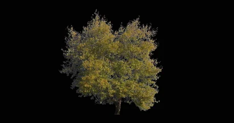 A huge conifer tree isolated on white background. Autumn or fall yellow leaves Stock Footage 141655277