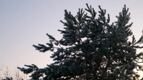 Huge coniferous tree in forest on sunset orange purple sky background in winter. Stock Footage 273312123