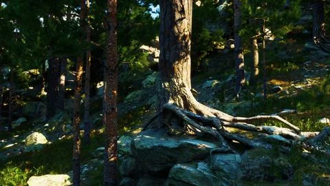 Huge conifers thrive on sparse soil of naked rocks Illustrazione stock