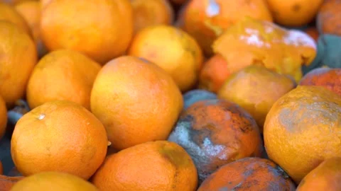 Huge container with spoiled fruit. Oranges with mold. Fungus coated tangerines a Video stock 169518676