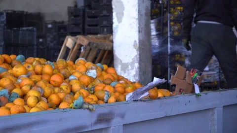 Huge container with spoiled fruit. Oranges with mold. Fungus coated tangerines a Stock Footage 169518967