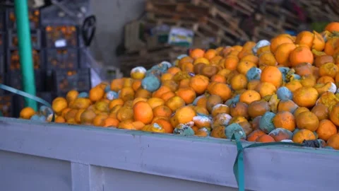 Huge container with spoiled fruit. Oranges with mold. Fungus coated tangerines a Video stock 169518977