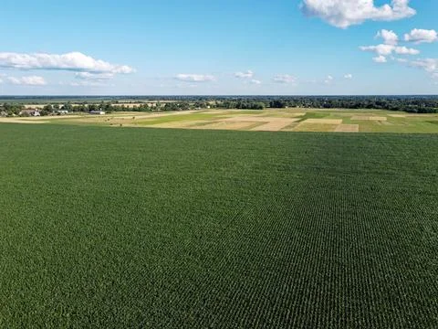 Huge cornfield on a sunny summer day, aerial view. Blue sky over green farm Stock Photos