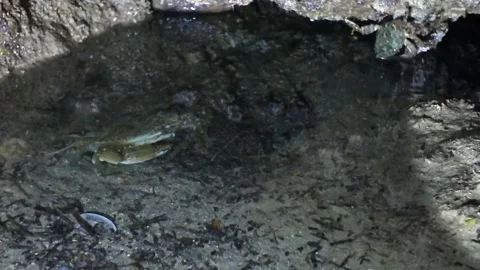 Huge crab in the cave at night Stock Footage 280072573