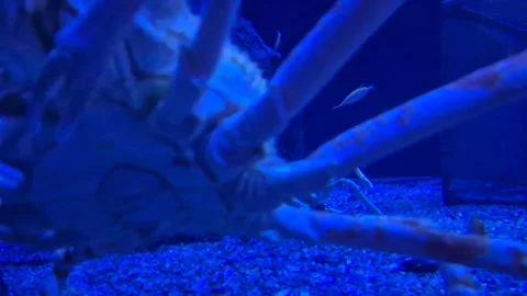 Huge crab crawling across the aquarium floor among fish, underwater close-u.. Stock Footage 340407267