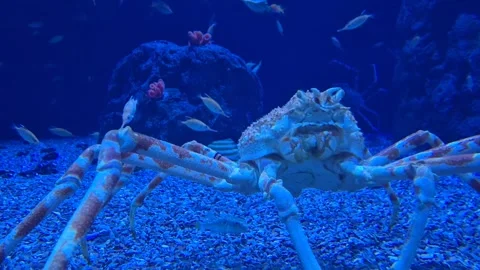 Huge crab moving on the aquarium bottom surrounded by fish, close-up underw.. Stock Footage 340407310