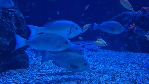 Huge crab slowly moves across the bottom of an aquarium surrounded by fish,.. Stock Footage 340407330