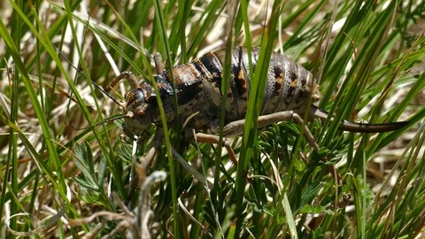 A huge cricket sits on the grass and wiggles  mustache. Closeup footage. Stock Footage 90840679
