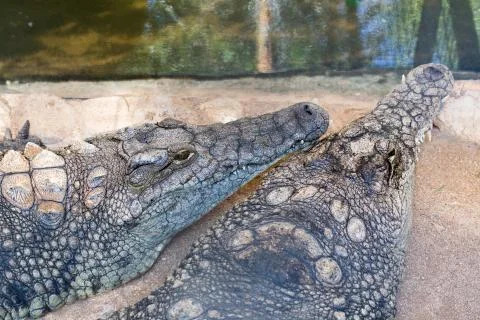 Huge crocodile basking in the sun Stock Photos